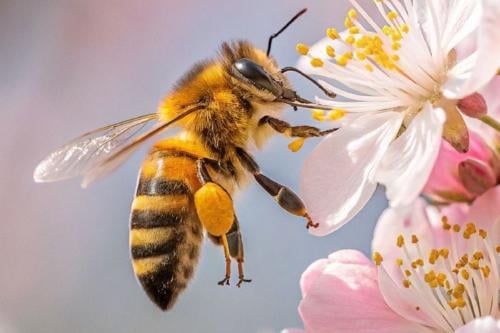abeja Imagen: Pinterest