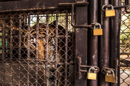5 tigres fueron rescatados en Polonia y llevados a un refugio en España