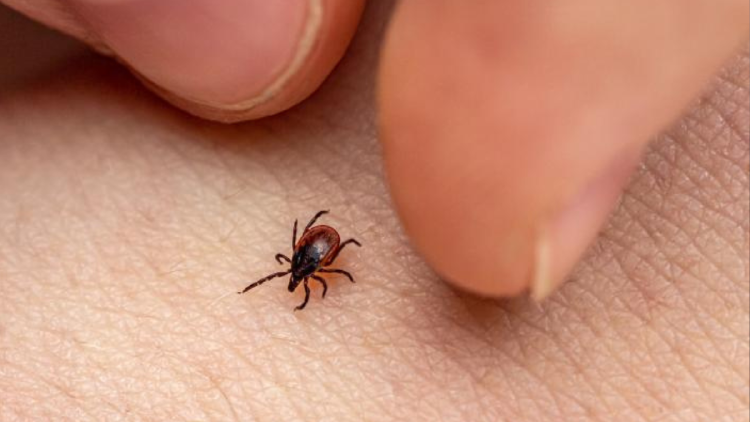 garrapata Se trata del llamado virus de los humedales (WELV, en sus siglas en inglés) y comenzó a considerarse una amenaza,