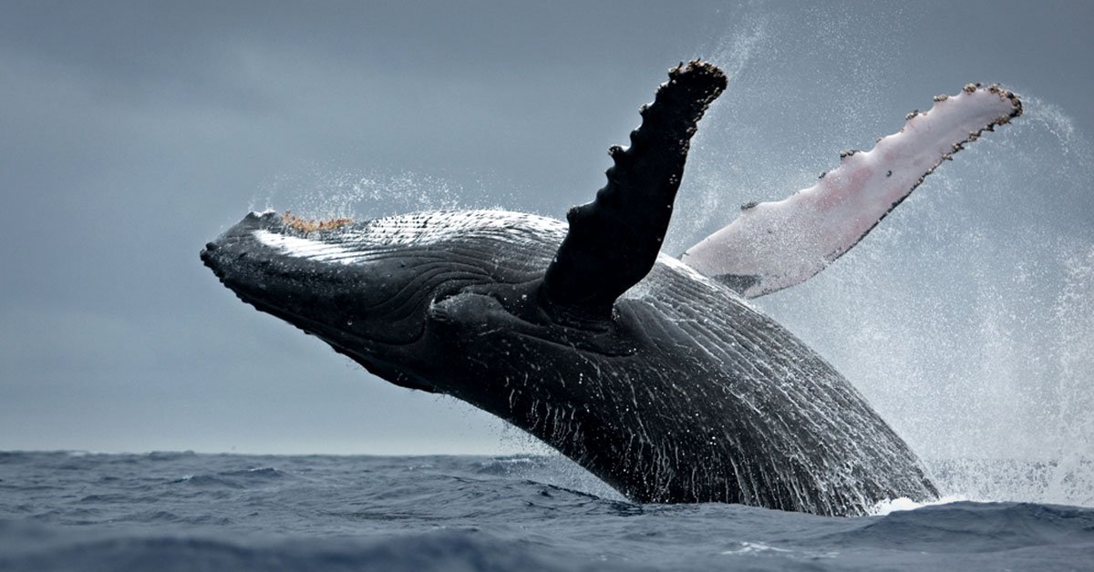 japon reanudara la caza de ballenas