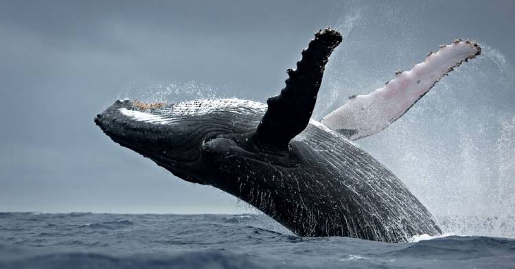 japon-reanudara-la-caza-de-ballenas