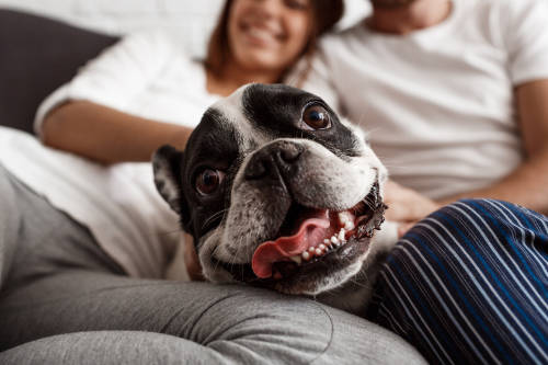 pareja perro