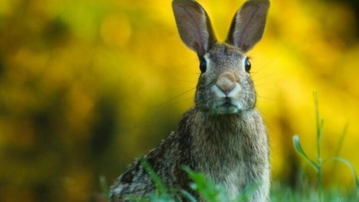 conejo Los estudiosos captaron al conejo mediante cámaras instaladas en los bosques. (Foto: Pinterest)