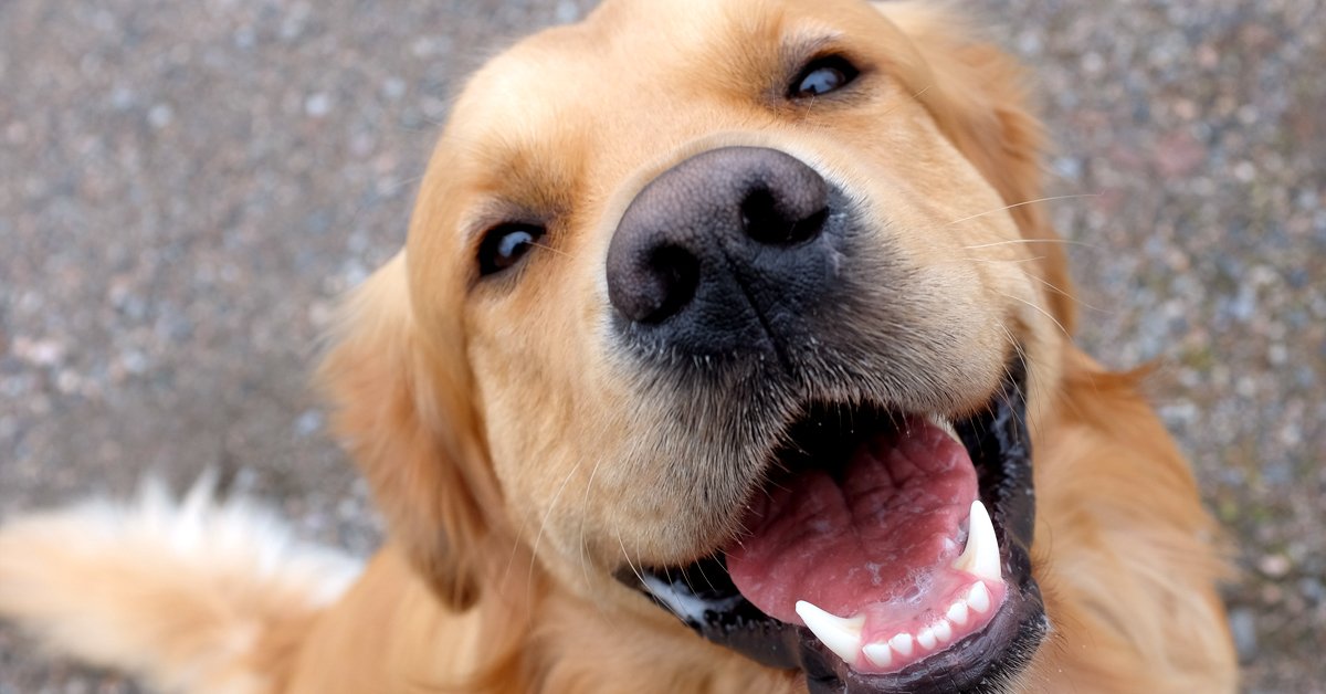 La ciencia demuestra que tu perro puede adivinar la hora | Bioguia