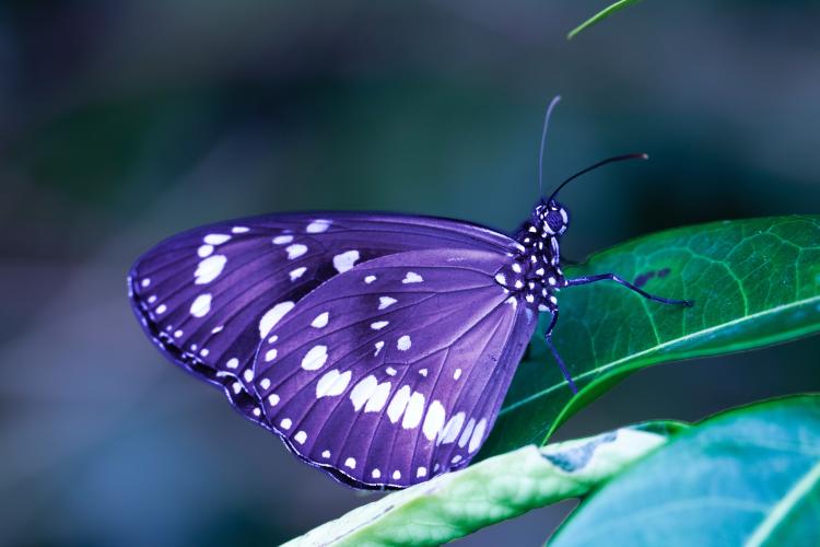 que significa que una mariposa se pose en ti