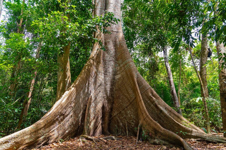 Arbol abuela