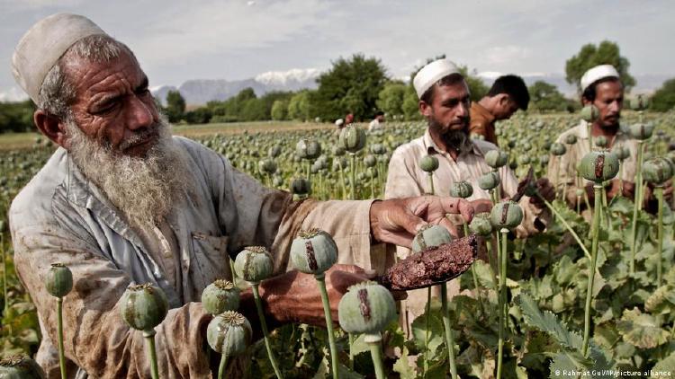 Agricultores afganos recolectan opio en un campo de amapolas.
