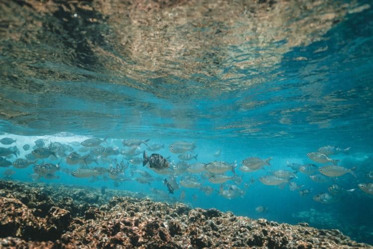 Salvemos el mar documental