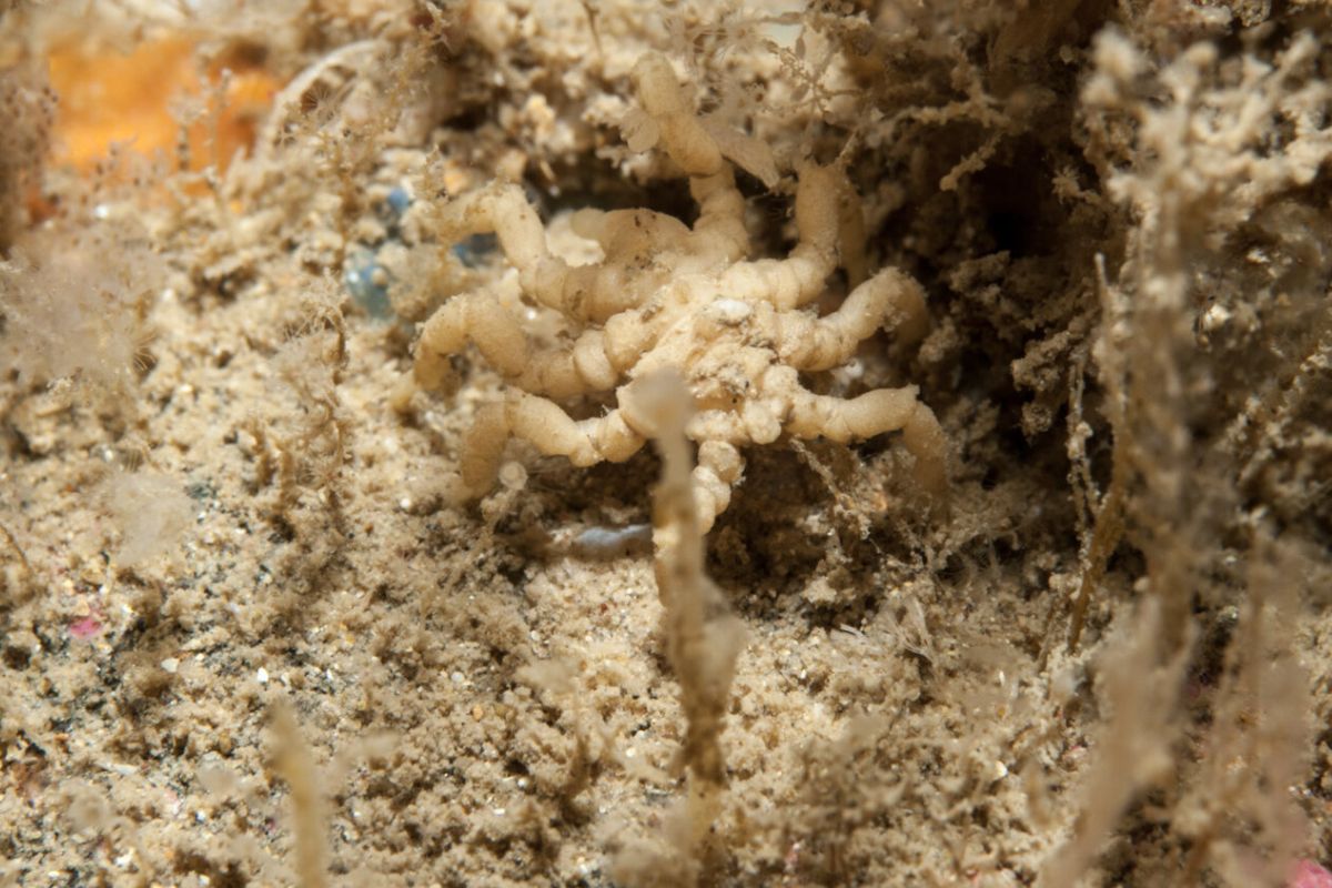 Científicos logran secuenciar por primera vez el genoma completo de Pycnogonum litorale, una especie clave para entender cómo evolucionaron los quelicerados (images.marinespecies.org)