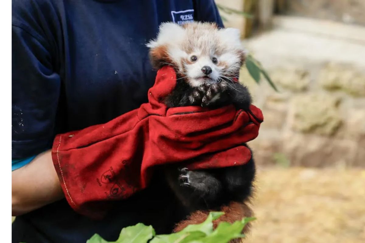 Un bebé panda murió por el estrés provocado por fuegos artificiales