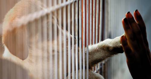 El Reino Unido prohibió la venta de perros y gatos cachorros en tiendas