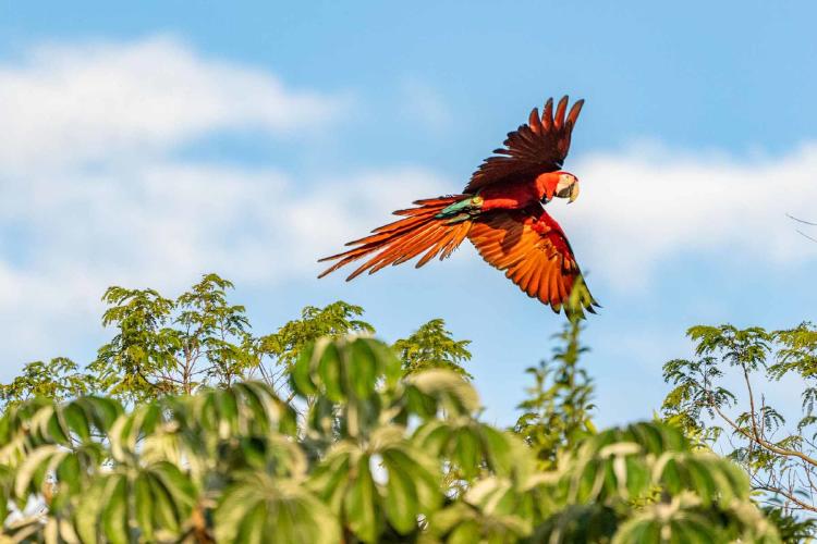 rewilding liberación de guacamayo