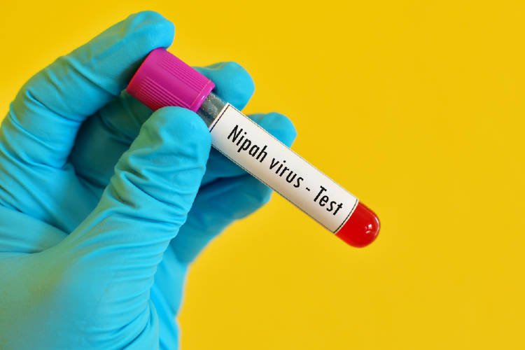nipah nipah