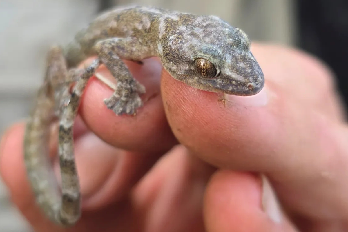 Desaparecido por más de 3 décadas: el lagarto que engañó al planeta responde a una especie que se creía extinta y fue redescubierta en un cañón remoto.  (Foto: www.thetimes.com)