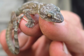 lagarto Desaparecido por más de 3 décadas: el lagarto que engañó al planeta responde a una especie que se creía extinta y fue redescubierta en un cañón remoto.  (Foto: www.thetimes.com)