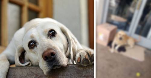 Este perro espera incasablemente a su dueño en el hospital, sin saber que falleció