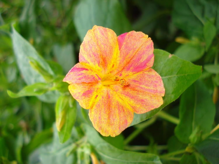 planta maravilla planta maravilla