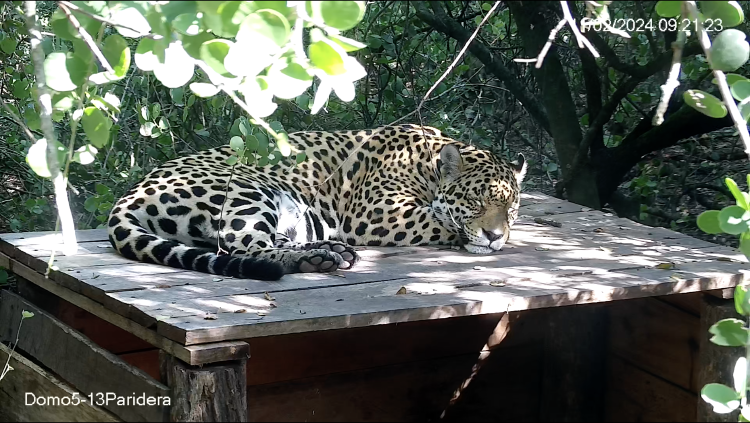 Keraná en corral de presuelta en El Impenetrable Fundación Rewilding Argentina 2