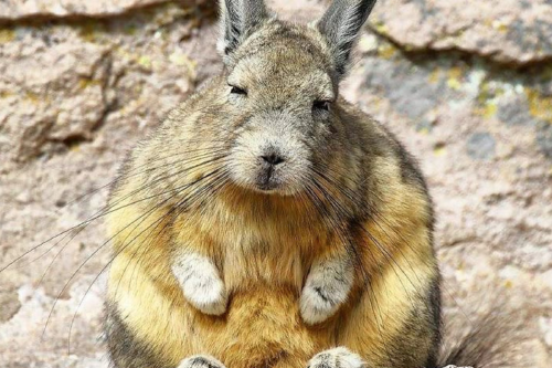 vizcacha ¿Cuál es la especie sudamericana con récord de ovulación?: su capacidad las distingue en el reino animal y ostentan el récord de ovulación más alta. (Foto: Pinterest)