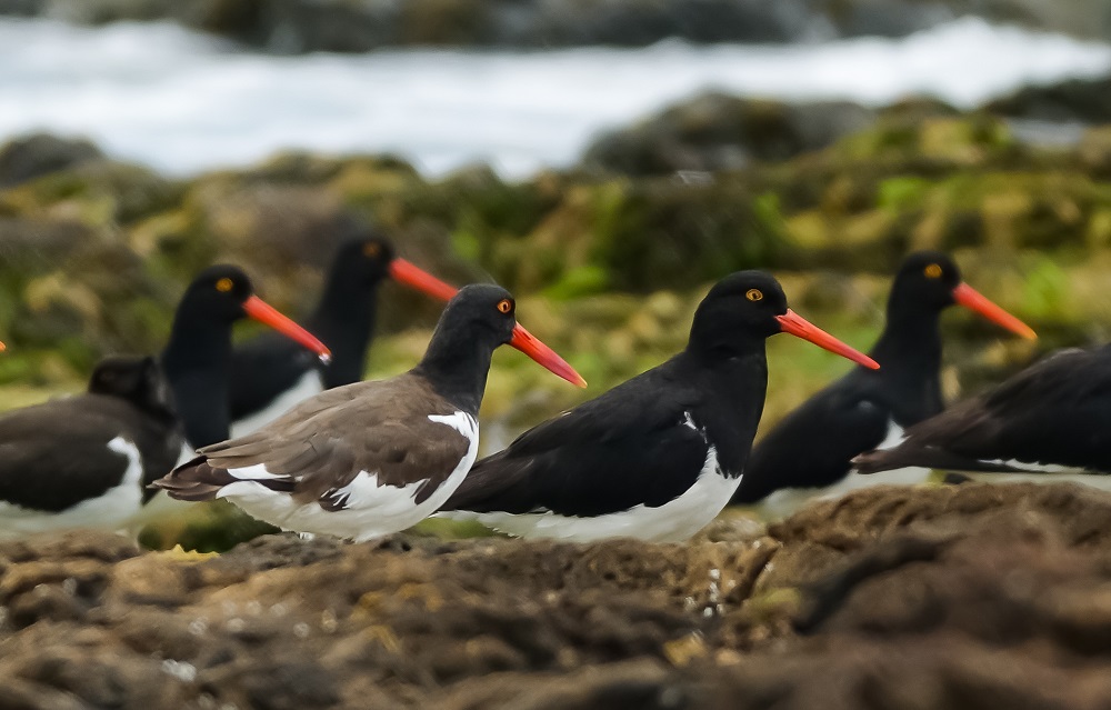 Ostreros Pat. Azul crédito Enzo Bonanno Rewilding Argentina Ostreros Pat. Azul crédito Enzo Bonanno Rewilding Argentina