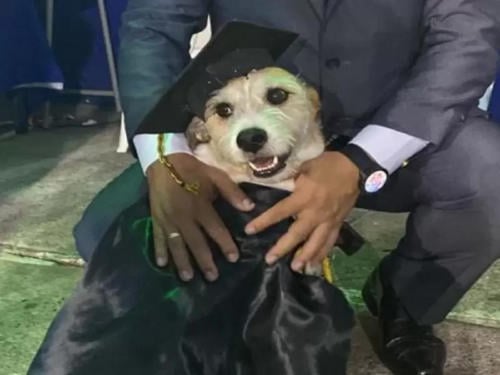 perrita graduacion2 perrita graduacion2