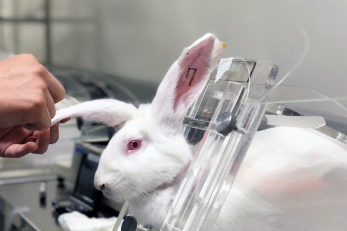 México prohibió el testeo en animales para cosméticos, una práctica también conocida como experimentación animal o pruebas cosméticas con animales. (Imagen: Pinterest)