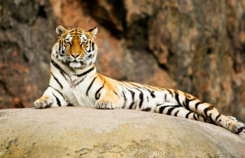 Tigre portada Tigre portada