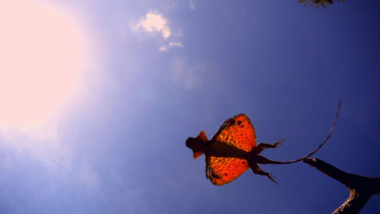 DRAGON VOLADOR DRAGON VOLADOR