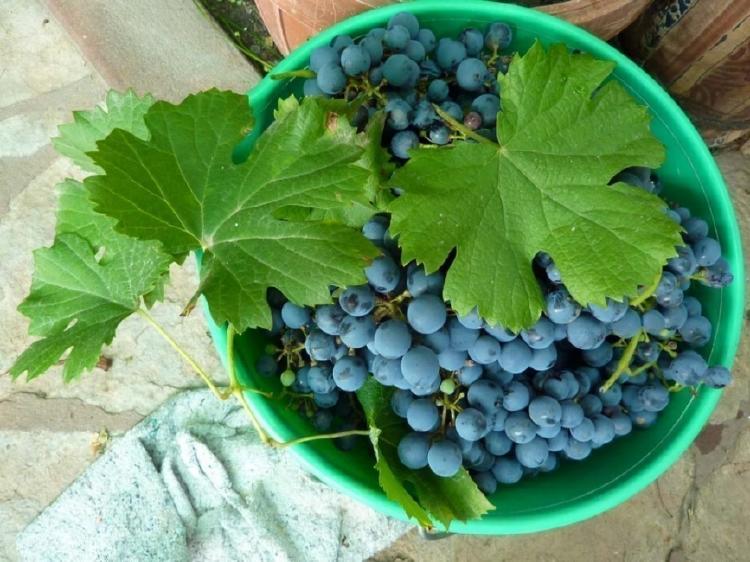 uvas Paso a paso: ¿Cómo puedes cultivar uvas en tu casa?