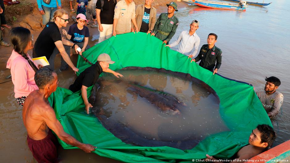 Raya gigante La raya gigante fue devuelta al agua tras serle colocada una etiqueta acústica para rastrear el \"patrón migratorio\".