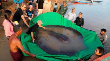 La raya gigante fue devuelta al agua tras serle colocada una etiqueta acústica para rastrear el \"patrón migratorio\".