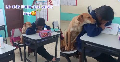 perrito duerme acurrucado en una alumna