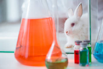 experimento prueba cosmeticos animales