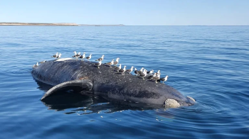 ballenas ballenas