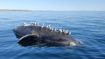 ballenas