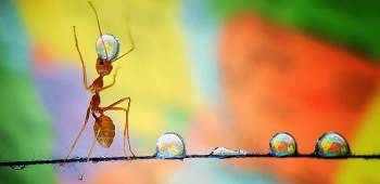 ant balancing