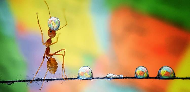 ant balancing ant balancing