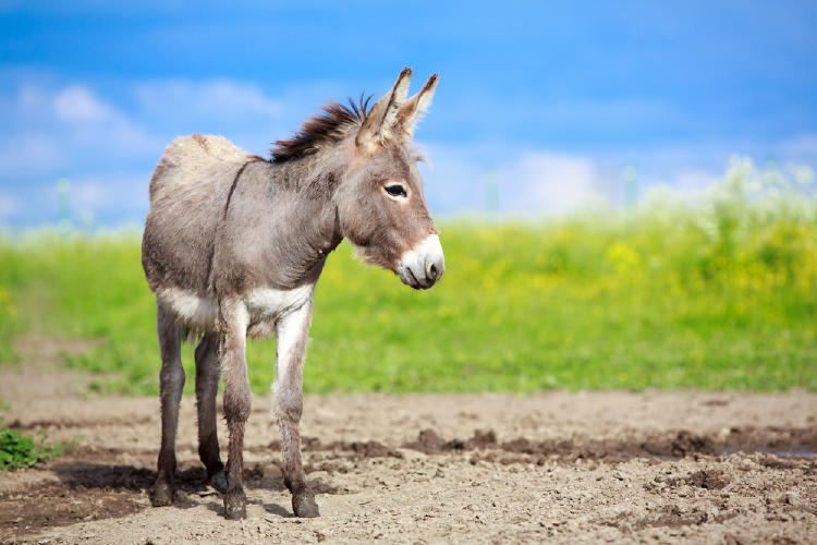 burro burro
