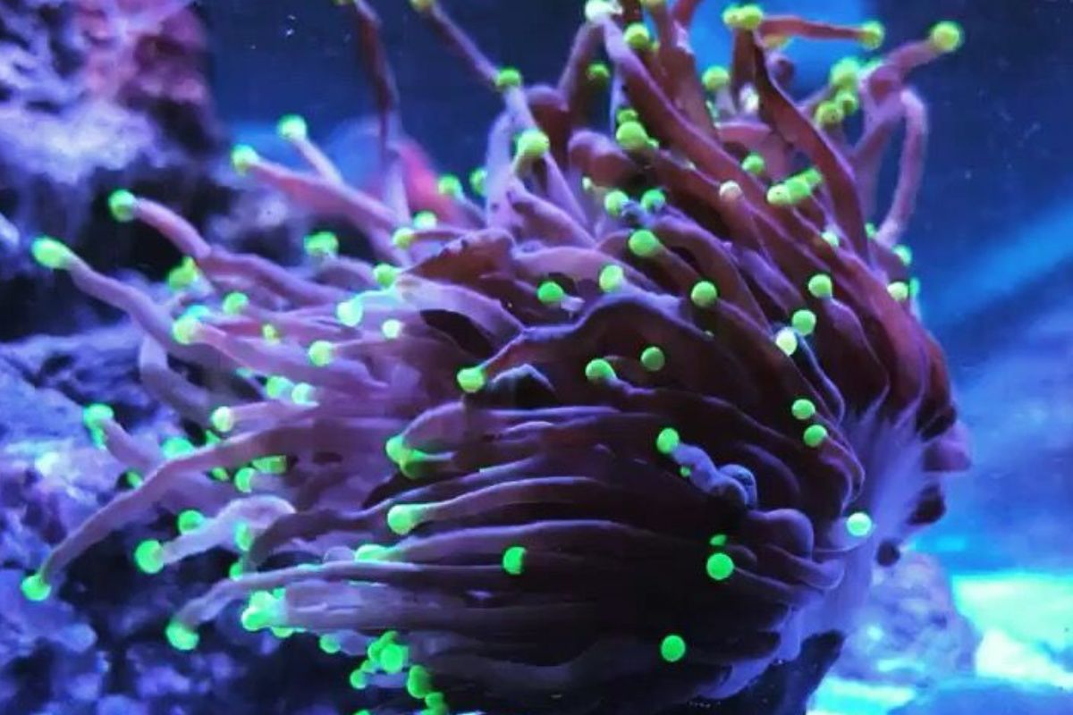 En el laboratorio del Acuario de Florida, científicos recolectaron esperma y óvulos de los corales hondureños y floridanos para crear nuevas crías híbridas. (PINTEREST)