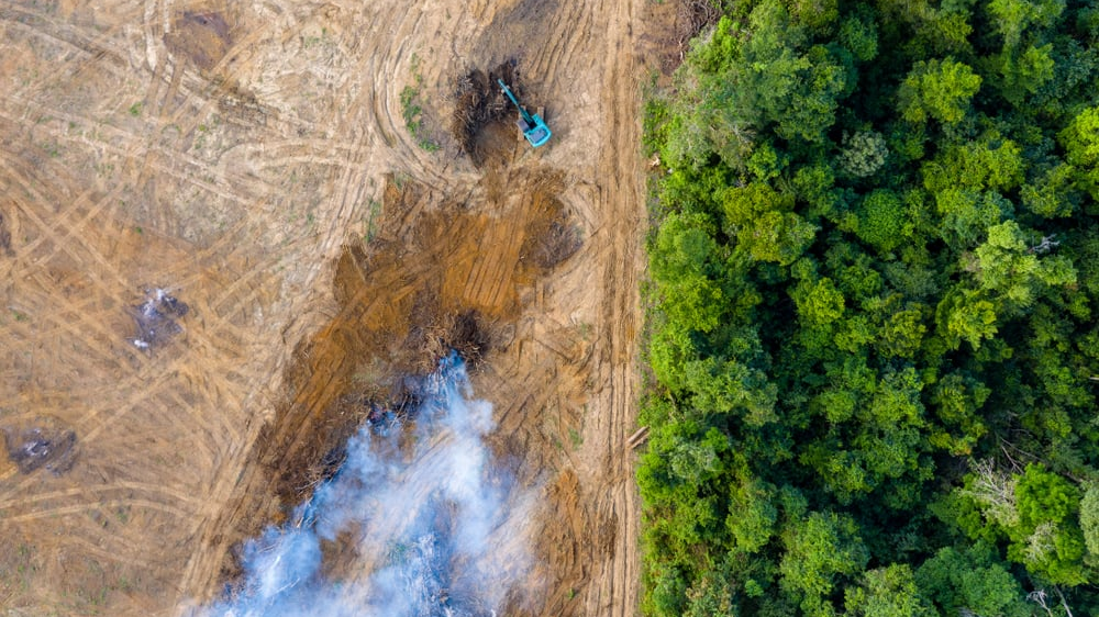 deforestación deforestación