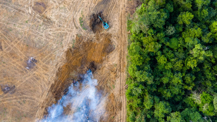 deforestación deforestación