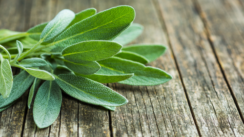 Salvia para desinfectar hojas de salvia verdes sobre una mesa de madera rústica