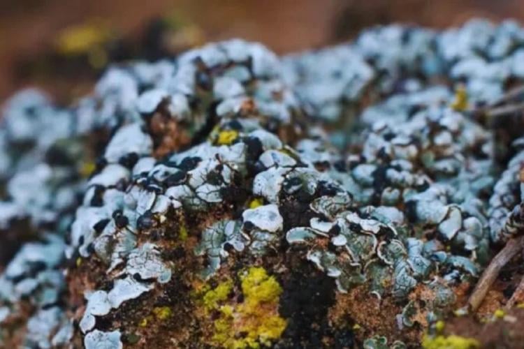 microbios Microbios invisibles a simple vista están mostrando que incluso los paisajes más extremos pueden volver a la vida si se les da la oportunidad. (Imagen: Pinterest)