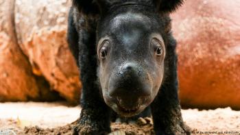 Primer plano de la pequeña cría de tipo de rinoceronte en peligro de extinción