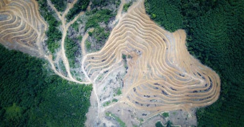 alarma mundo deforestacion brasil