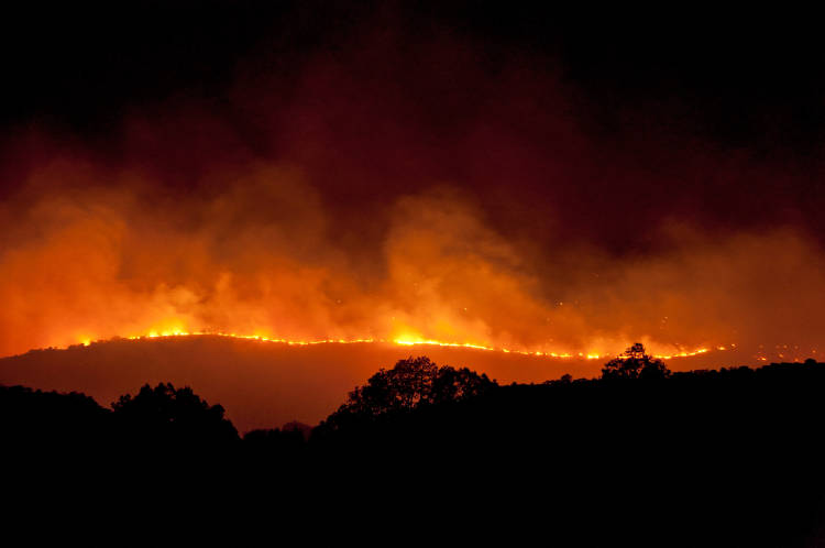 Incendio en el bosque