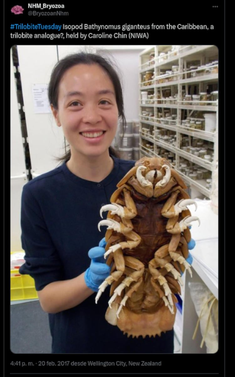 Bathynomus giganteus Bathynomus giganteus