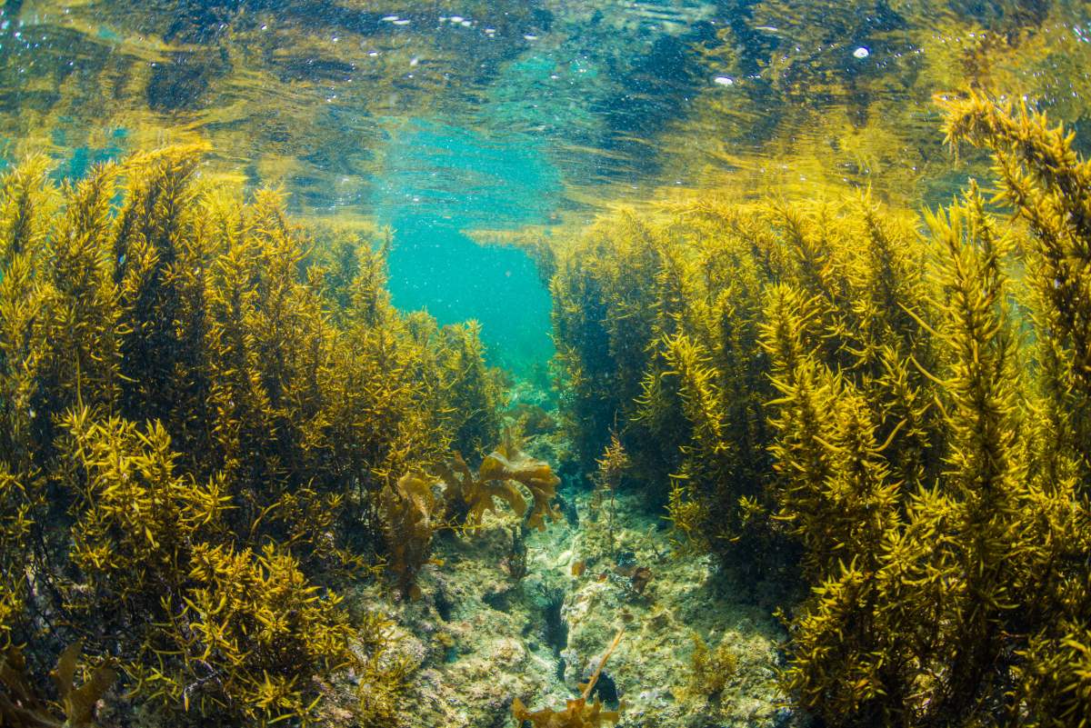 Praderas submarinas Praderas submarinas