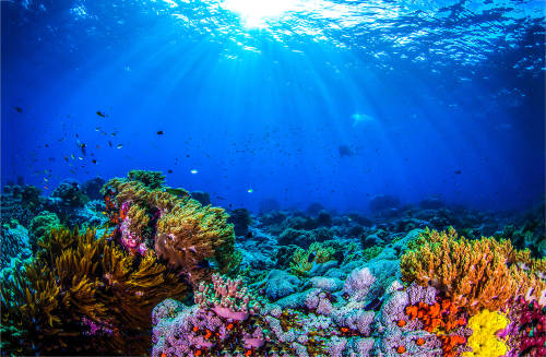 Coral Gardeners: adopta un coral y brinda una nueva vida al arrecife