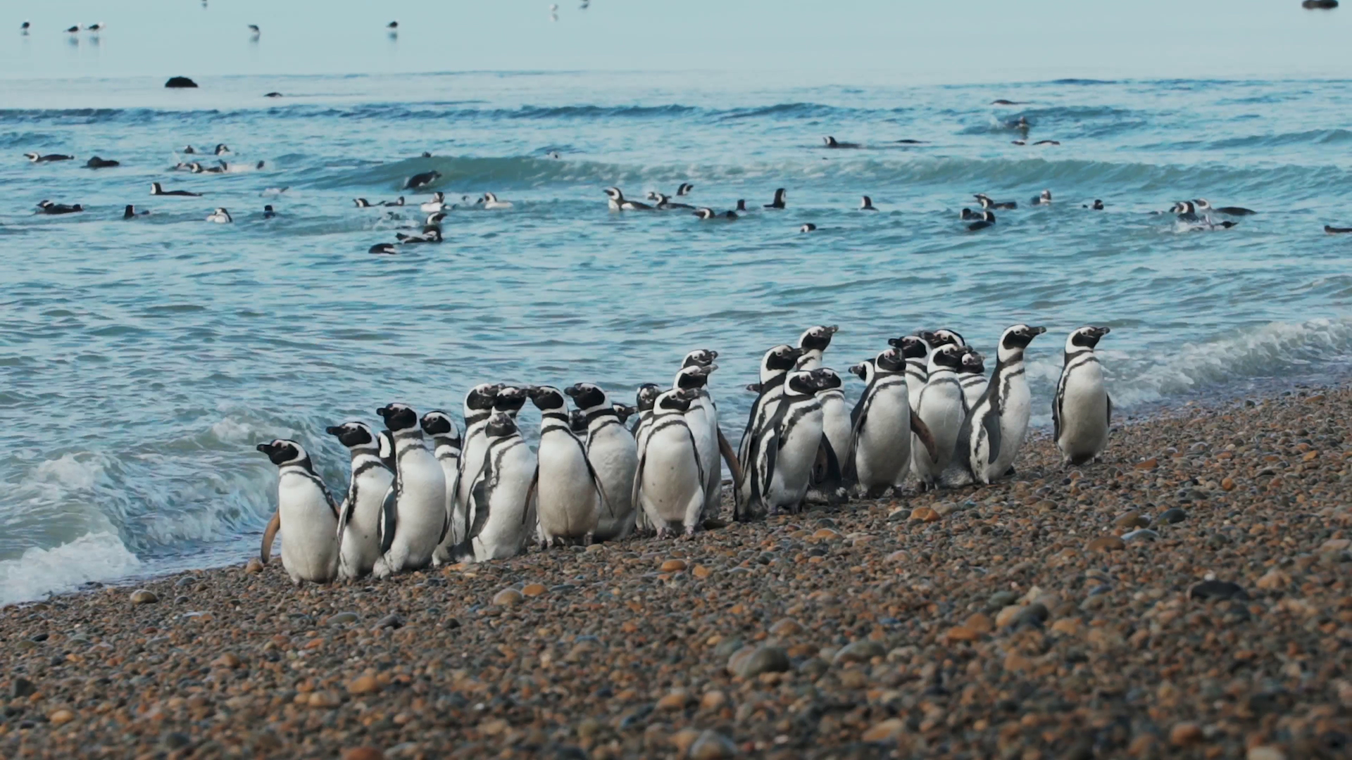 Pumas de la Estepa 4 Pumas de la Estepa 4
